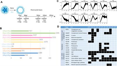 The Onset of Whole-Body Regeneration in Botryllus schlosseri: Morphological and Molecular Characterization
